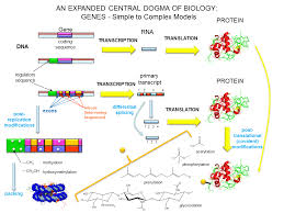 central dogma steps overview of central dogma of biology