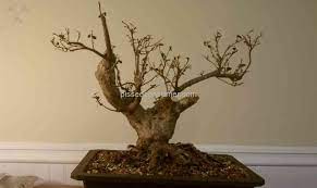 File a complaint with 1800flowers.com customer service department. 1800flowers Never Shipped Then Sent Dead Plant Mar 10 2013 Pissed Consumer
