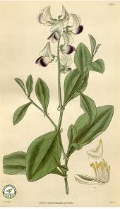Image result for Crotalaria verrucosa