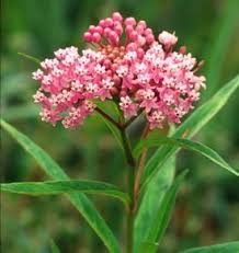 Marsh Milkweed Sweetly Scented Clusters Of Rose Pink Flowers Bloom In Summer Butterflies Find The Faint Vanilla Fragrance Irr Plants Swamp Milkweed Asclepias