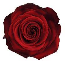 Check spelling or type a new query. Dark Red Roses 100 Stems J R Roses Wholesale Flowers