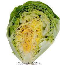 Commercial Hydroponic Farming How To Get Good Iceberg Lettuce Head Development