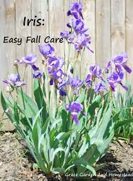 Fall Care Of And Dividing Irises Fall Garden Vegetables Fall Care Fall Flowers Garden