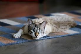 Indoor cats can become infected with fleas which may hitch a ride on a person or other pet, or if pupae are in the house which becomes activated by the heat or carbon dioxide of a passing animal (cat or dog). Cat Worms Causes Symptoms Treatment All About Cats