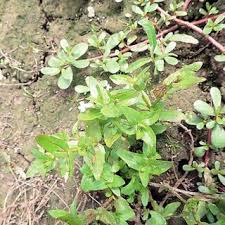 Image result for Euploca katangensis