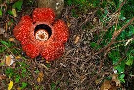 Susatya a (2011) rafflesia pesona bunga terbesar di dunia. Rafflesia Die Grosste Blume In Der Welt Dieses Spezies Gelegen In Ranau Sabah Borneo Stockbild Bild Von Malaysia Scharlachrot 97671035