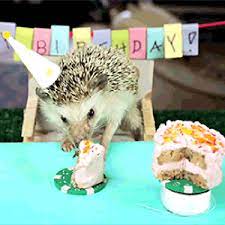 Also nutzen sie unsere sammlung und wünschen sie ihm alles gute zum geburtstag. Gif Das Beliebte Internet Bildformat Wird 30 Der Spiegel