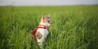 4.1 liste de prénoms de chat mâle commençant par p. Noms De Chat Des Idees Originales Pour 2021 Annee En S