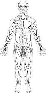 Human Muscles Coloring