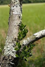 Image result for Stathmostelma pedunculatum