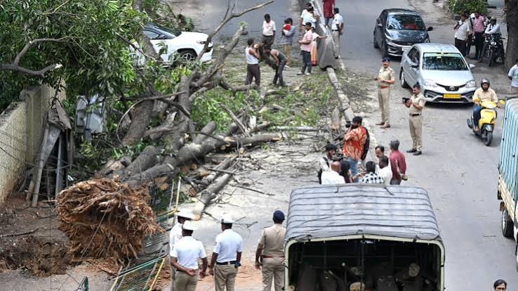 Bengaluru Tree Fall: 30-Year-Old Akash Mallige Tree Injures Two at  Shivananda Circle
