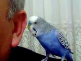 Konusan Muhabbet Kusu Can Hb Youtube