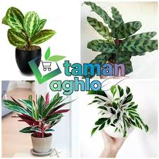 Jasa pembuatan kolam relif tebing dan kolam ikan hias. Tanaman Hias Paket Calathea Cantik Taman Aghlo Tanaman Hias Murah Shopee Indonesia