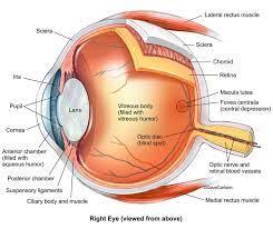 Anatomy Of The Eye Pappin Pretorius Optometrists