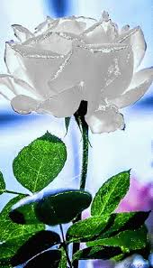Check spelling or type a new query. Pin On Roses