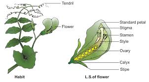 Image result for Pisum sativum