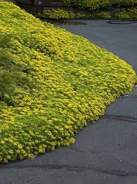 Maybe you would like to learn more about one of these? 30 Sedum Yellow Ground Cover Aka Stonecrop Succulent Etsy