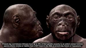 Altogether, as much as 7.4 ± 0.8% of the genomes of melanesians may thus derive from recent. Robert Sepehr On Twitter Europeans Have 1 2 Neanderthal Dna Asians Have Slightly More Melanesians Have 4 6 Denisovan Dna But The Ghost Dna Is Considered Super Archaic Primitive Simian And Only Africans Have Up