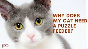 We did not find results for: Cat Puzzle Feeder Why Your Cat Needs A Puzzle Feeder Diy