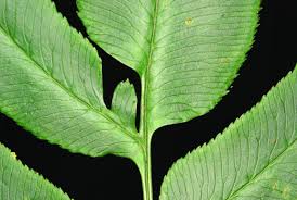 Image result for Coniogramme africana