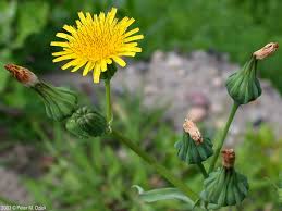 Image result for Sonchus wilmsii