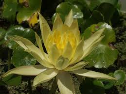 Image result for Nymphaea