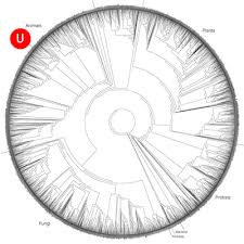 ct2 circle of life