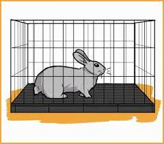 Bored Rabbits How Do Rabbits Behave When They Re Bored Pet Bunny Rabbits Pet Rabbit Rabbit Behavior