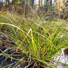 Image result for Carex lycurus