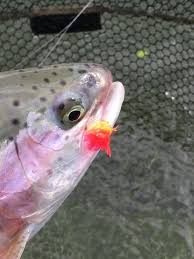 If it breaks completely, you loose. Fliesflash The Rainbow Trout Are Taking A Real Liking To The Fliesflash The Rainbow Trout Are Taking A Real Liking To Rainbow Trout Trout Fishing Fish