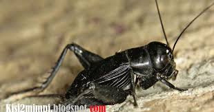 Erek erek jangkrik >>baiklah sobat seribumimpi.xyz semua, jumpa lagi dengan saya. Mimpi Jangkrik Menurut Erek Erek 4d 3d 2d