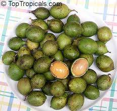 Image result for Melicoccus