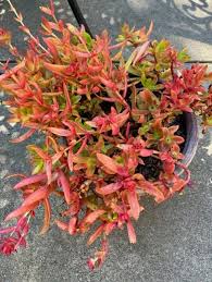 Image result for Crassula capitella