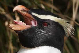 Creepy Bird With Big Mouth Crested Penguin Bird Animal Teeth Crested Penguin