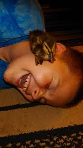 How come dawn dish soap can clean oil off a duck but not a spaghetti bowl? 