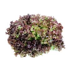 Deze sla heeft heerlijke sappige groene bladeren is ideale basis voor tal van heerlijke salades! Lollo Rosso Welcome To Gronsaksmastarna