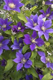 Image result for Clematis dolichopoda