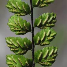 Image result for Asplenium reekmansii