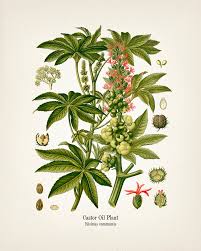 Image result for Ricinus communis