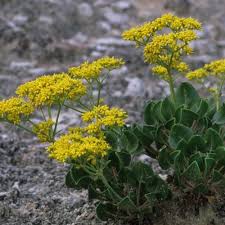 Image result for Eriospermum flexuosum