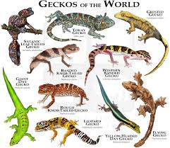 Check spelling or type a new query. Geckos Of The World Poster Print Etsy