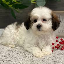 Chantilly, a Brindle & White Female Havachon Puppy 808875