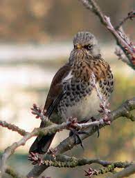 Suchen sie in stockfotos und lizenzfreien bildern zum thema wacholderdrossel von istock. Wintergaste Im Garten Naturschutz Im Garten