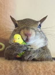Photogenic Rescue Squirrel Is A Huge Fan Of Her New Life Cute Animals Animals Unlikely Animal Friends