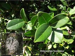 Image result for Chionanthus foveolatus