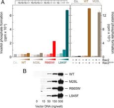 Wt ng is a member of vimeo, the home for high quality videos and the people who love them. The Phospholipase Cg2 Mutants R665w And L845f Identified In Ibrutinib Resistant Chronic Lymphocytic Leukemia Patients Are Hypersensitive To The Rho Gtpase Rac2 Protein Journal Of Biological Chemistry