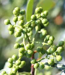 See how our plants are shipped to you! Sichuan Pepper Care And Growing Varieties Pests With Video Tips