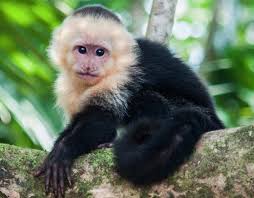 What is the best monkey to have as a pet. Species Profile Capuchin Monkey Cebus Capucinus Rainforest Alliance