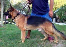 $223,345,567 (campton ky) pic hide this posting restore restore this posting. German Shepherd Puppies Akc For Sale In Tampa Florida Classified Americanlisted Com