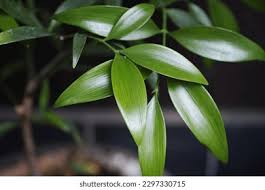 Image result for Nageia